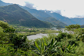 Coffee landscape in Peru