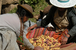Research Peru
