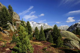 Unesco World Heritage Forest
