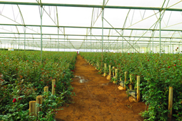 Agriculture and Water