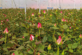 horticulture kenya