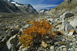 UNESCO World Heritage Site Jungfrau Aletsch