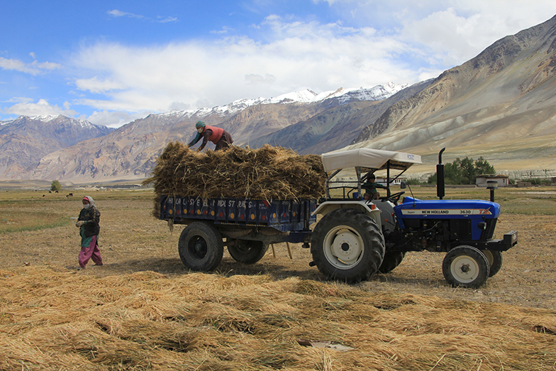 Mountain farming in the dry region of Ladakh, India