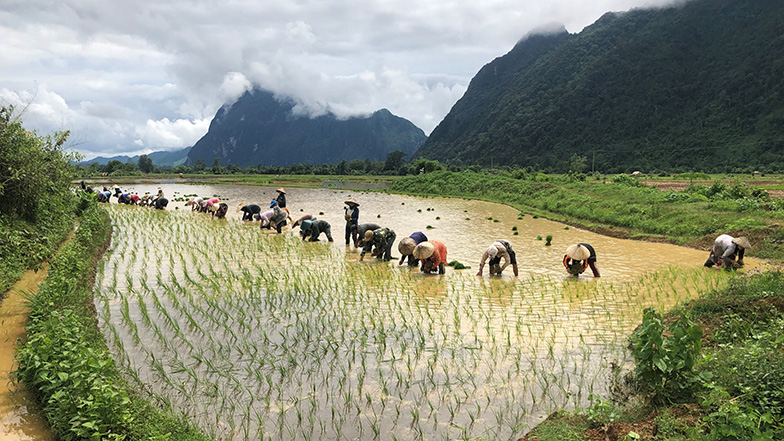 Farmers transplanting rice in the northern part of Laos