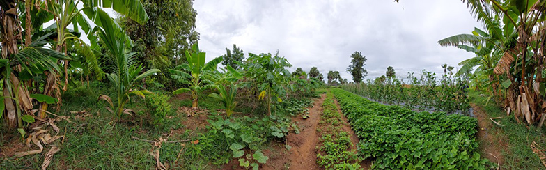 Integrated farming system in Cambodia