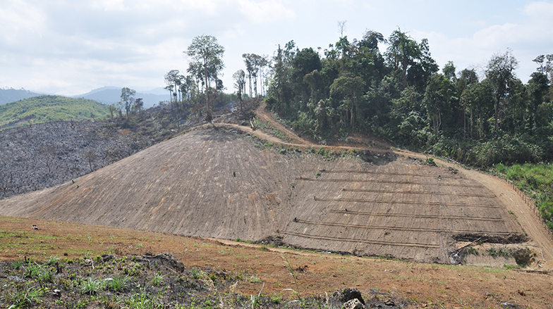 A plantation is being prepared