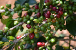 coffee beans