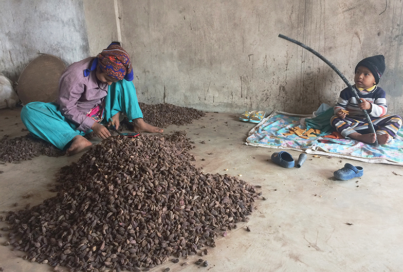 large cardamom