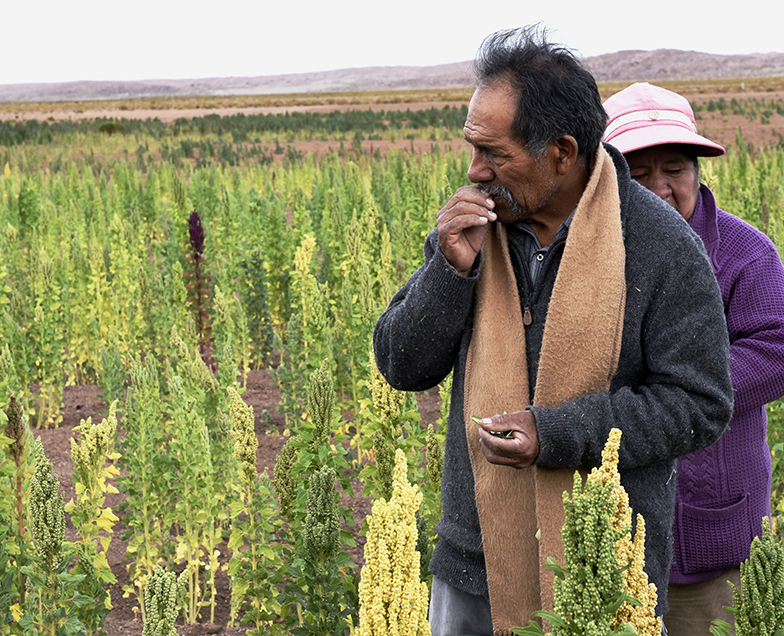 Quinoa farmers in Bolivia