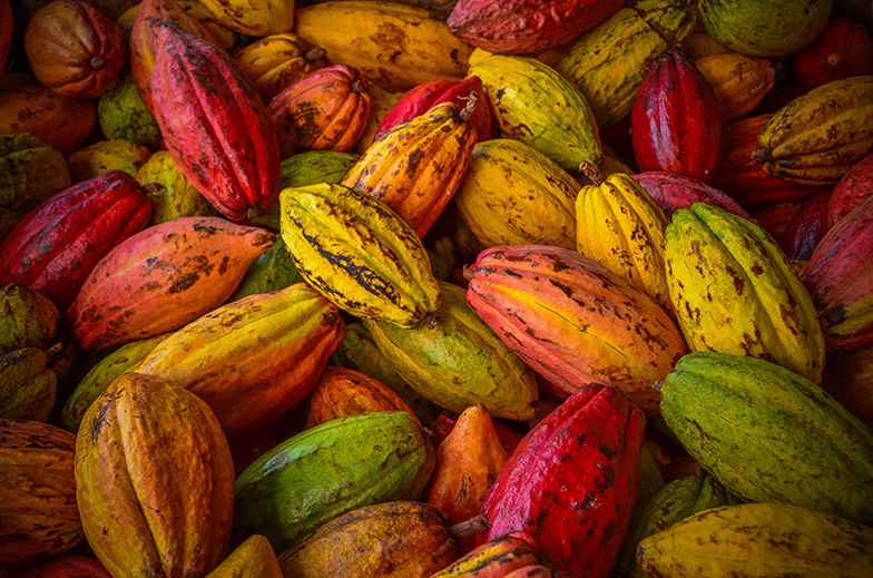 Cocoa fruits