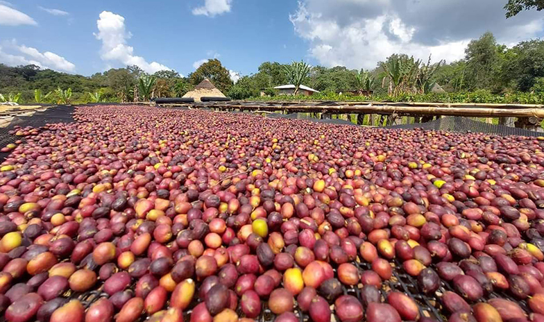 Drying coffee centrally at an organically certified garden coffee cooperative, Kaffa, Ethiopia