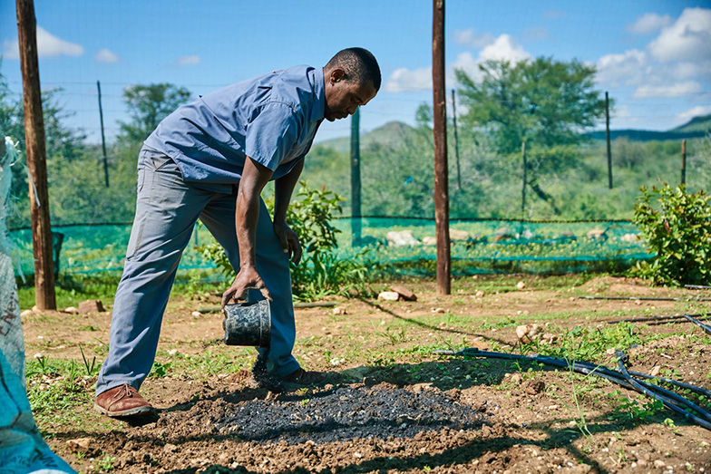 Application of biochar in a field