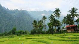 Paddy rice cultivation in Laos
