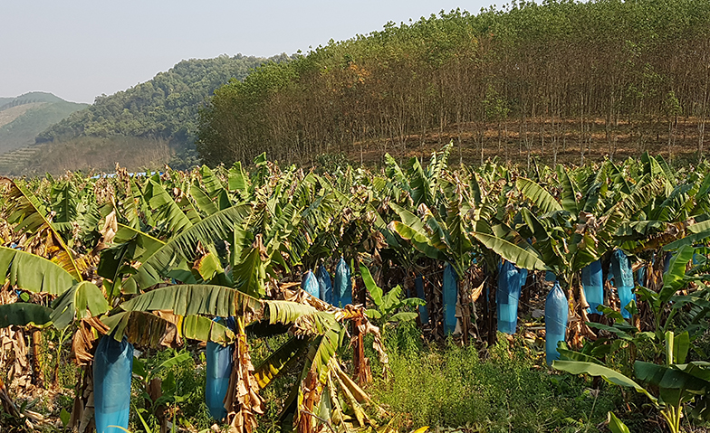 Cash crop plantations in Laos.