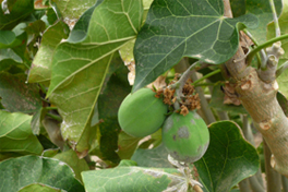 Jatropha Biofuel