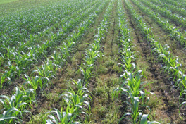 Maize strip tillage