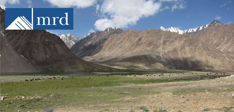 Yaks grazing on a summer pasture in the Pamir Mountains, Tajikistan
