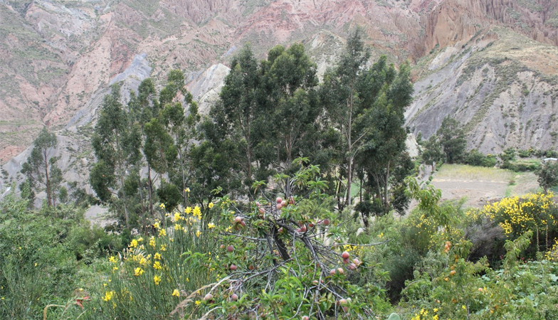 agroforestry system with peach trees