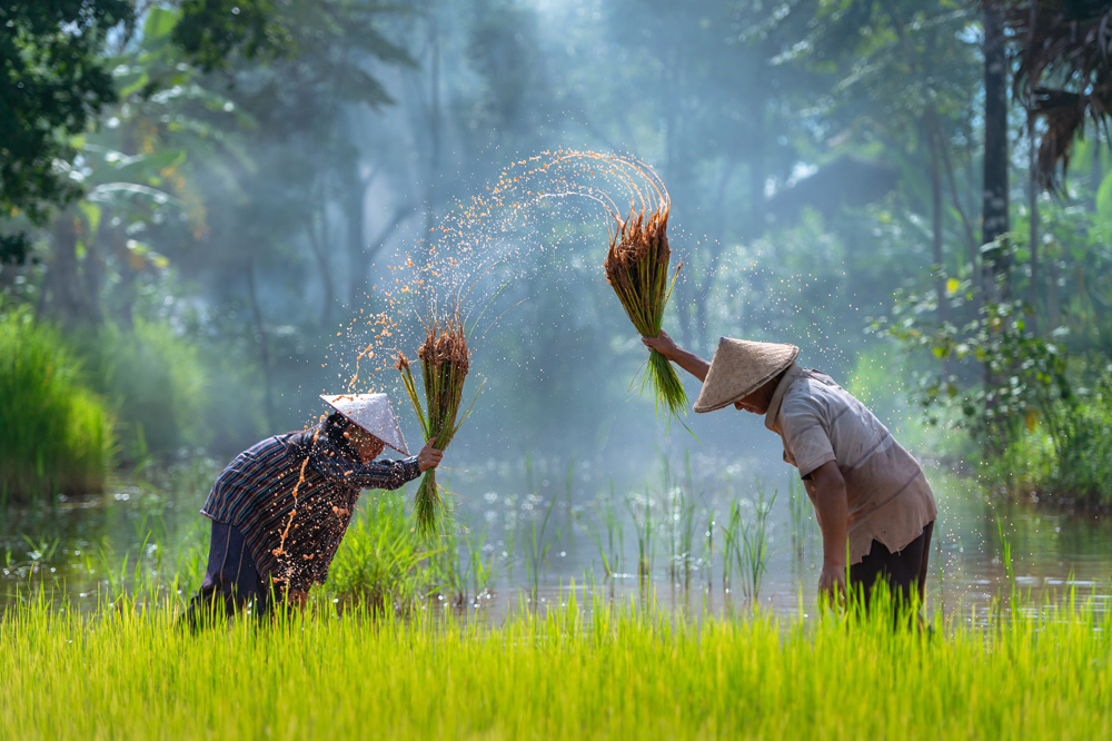 asian rice farmers
