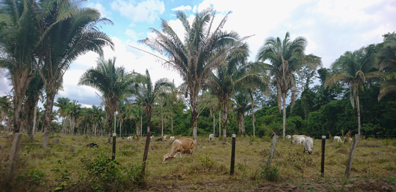 typical Brazilian babassu agroforestry