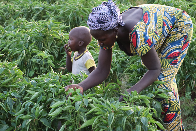 Family harvest of organic chili in the Niayes region of northern Senegal