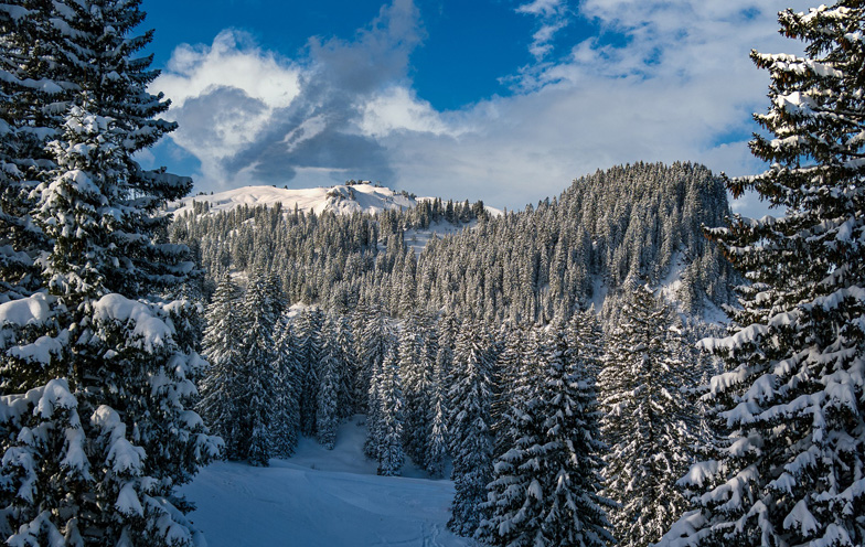 forest in winter