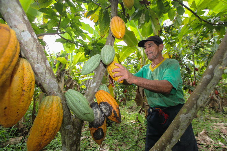 Peruvian cocoa farmer