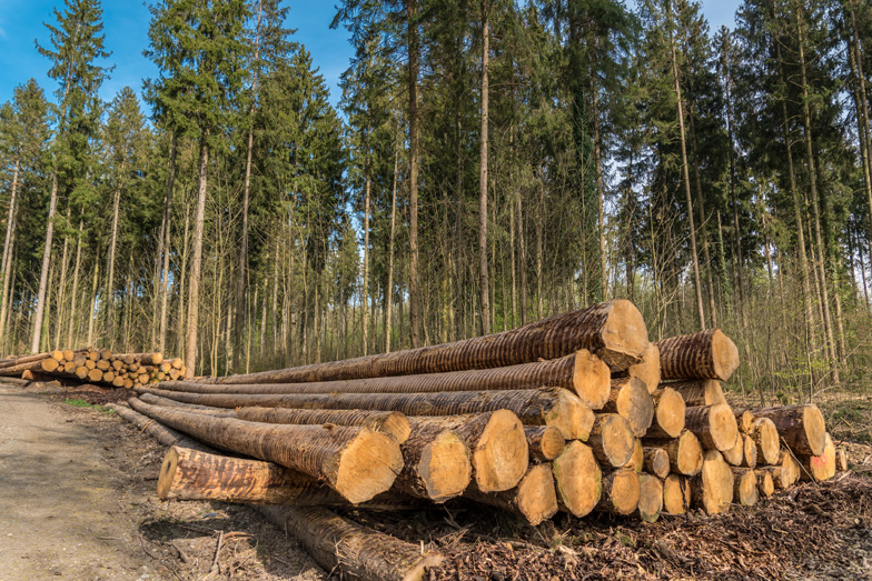 Timber harvest