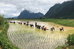 rice farmers in Laos