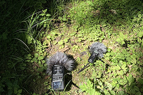 Sound recording devices in the Ziegelwald forest near St. Urban in the canton of Bern
