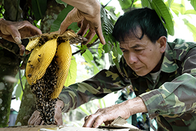 beekeeper in Laos