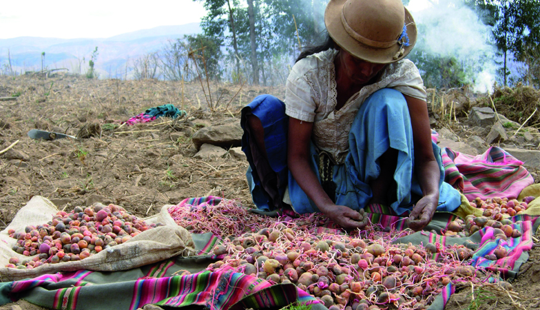 Smallholder sorting “papalisa” (Ullucus tuberosus), an Andean tuber, Department of Cochabamba, Bolivia