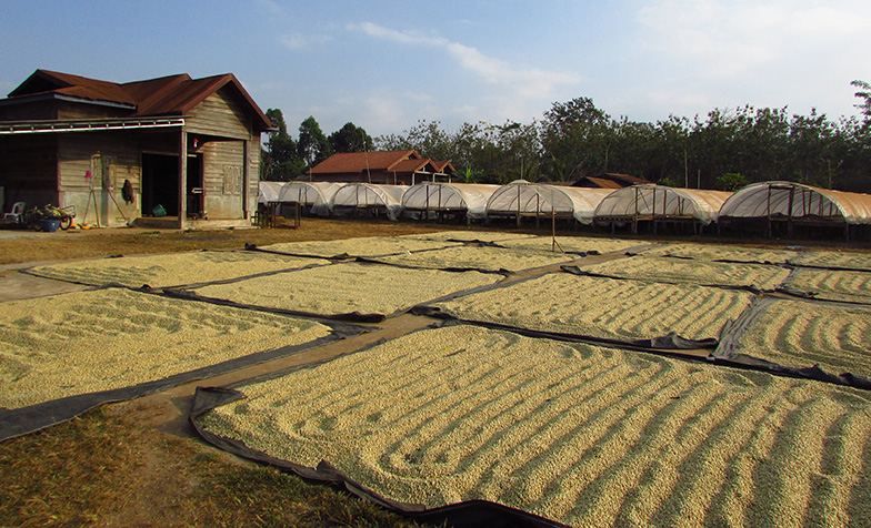 Coffee drying at a cooperative. Bolaven Plateau, Laos.