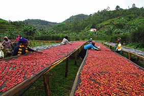 Women sorting cherries at a coffee washing station in Western Rwanda