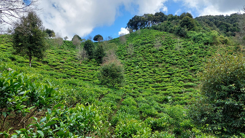 Tea garden in Mountain Phou San, Phonsavan province, Lao PDR