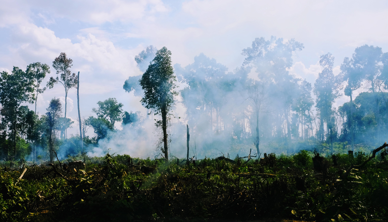 Für Kautschukplantagen wird Vegetation abgebrannt und Wald gerodet, Kambodscha.