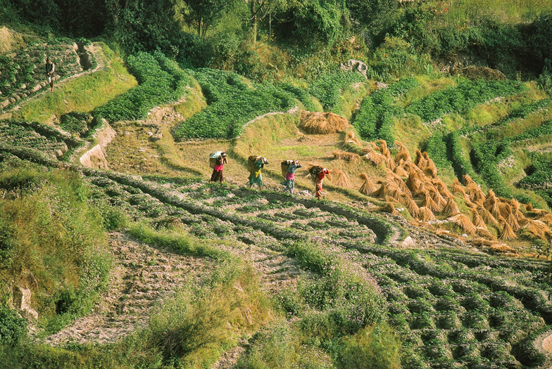 Terrace cultivation in Nepal