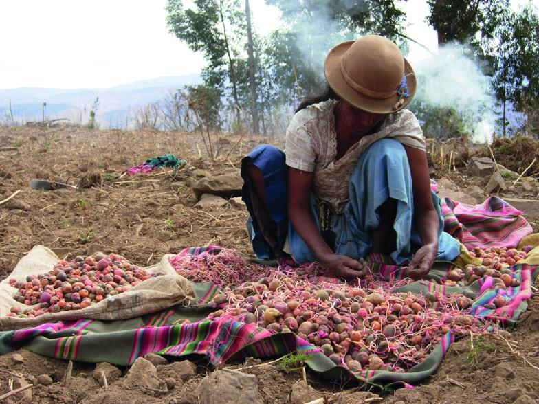 Smallholder sorting “papalisa” (Ullucus tuberosus), an Andean tuber, Department of Cochabamba, Bolivia