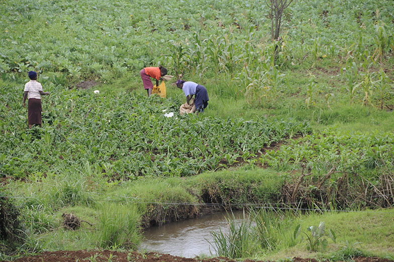 Kenyan women farmers working in a field to grow vegetables.