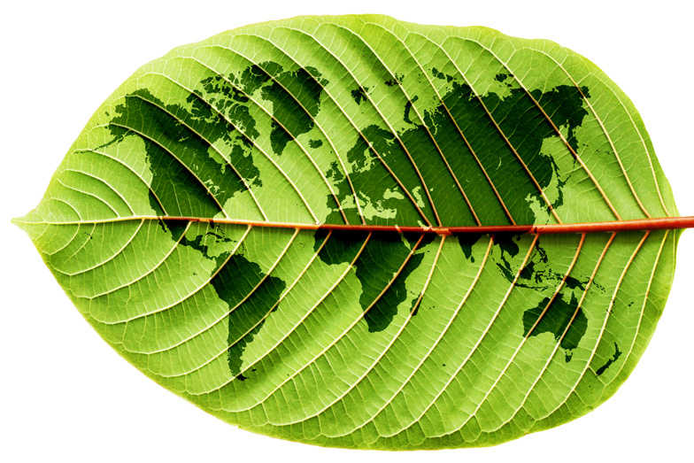 Tree leaf with the globe