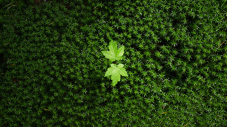Green leaves