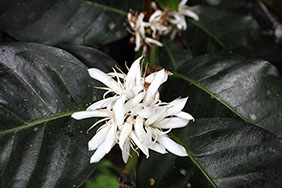 Blooming coffee plants