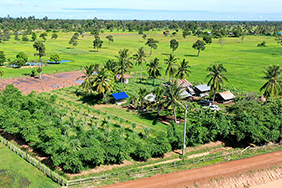 Farm in Cambodia