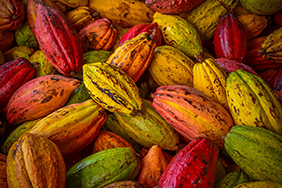 Cocoa fruits