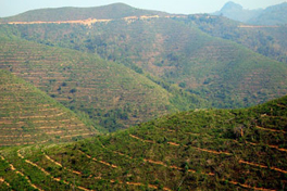 Rubber plantation Laos