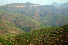 Rubber plantation Laos