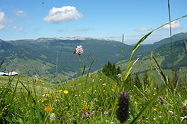 Biodiversity Mountains