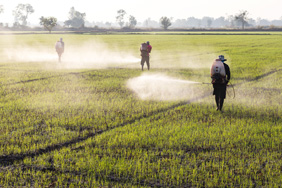 Policy Brief on pesticides
